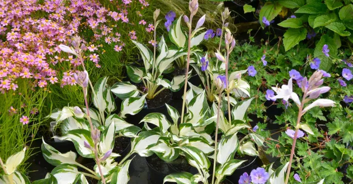 Odrůda ‘Fire and Ice’ se vyznačuje velkou bílou středovou plochou a fialovými květy.