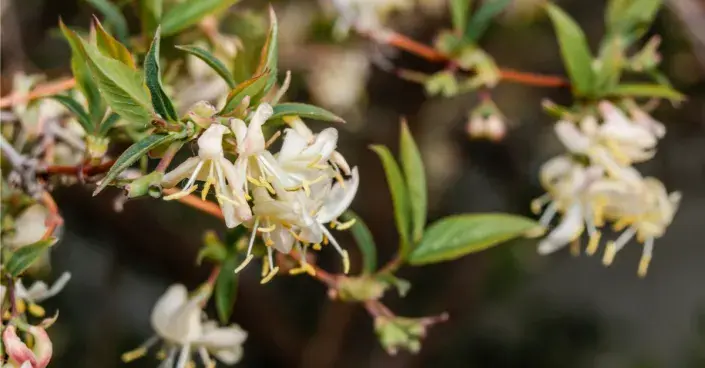 Kvetoucí zimolez vonný Kvetoucí zimolez vonný