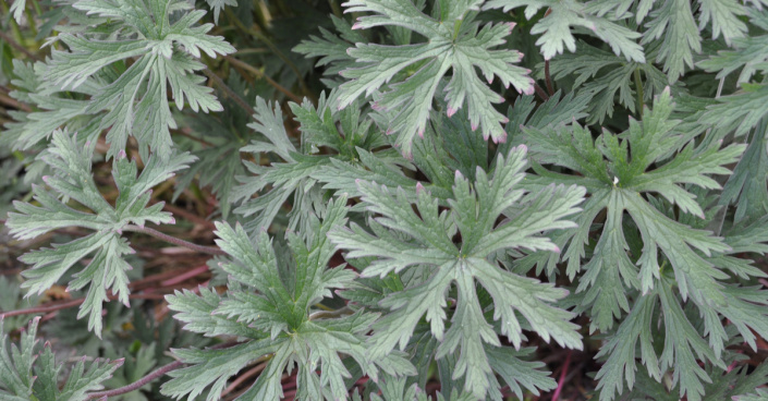 Kakost luční (Geranium pratense)