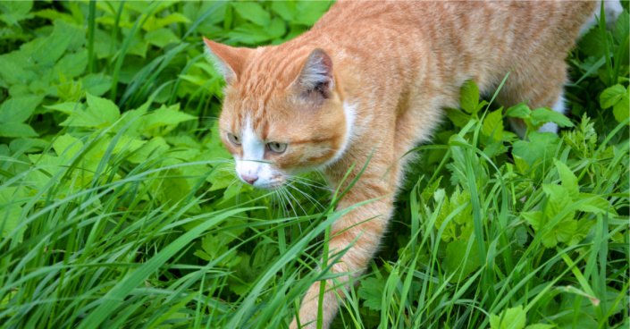 Kočka v porostu trávy