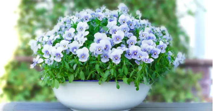 Osázená smaltovaná miska Osázená smaltovaná miska