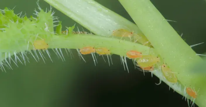 Mšice broskvoňová (Myzus persicae) Mšice broskvoňová (Myzus persicae)