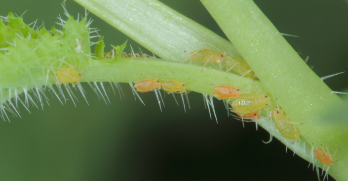 Mšice broskvoňová (Myzus persicae)