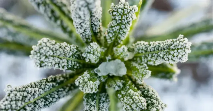 Kadeřávek pokrytý jinovatkou Kadeřávek pokrytý jinovatkou