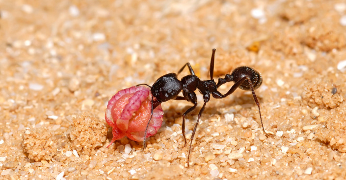 Mravenec nese semeno