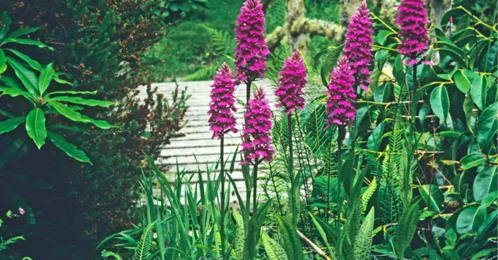 Vlhkomilná orchidej prstnatec Vlhkomilná orchidej prstnatec