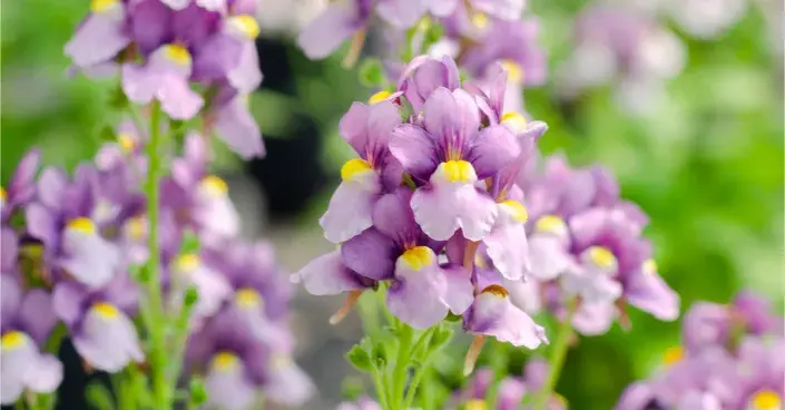 Hledíkovka keříčková