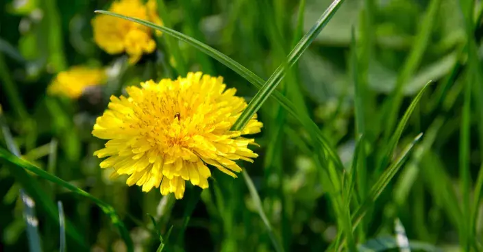 Pampeliška v trávníku Pampeliška v trávníku
