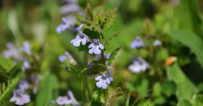 Popenec břečťanovitý Popenec břečťanovitý