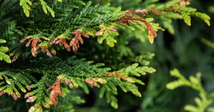 Usychající větvičky túje Usychající větvičky túje