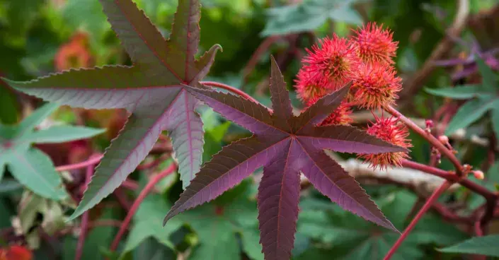 Skočec obecný Skočec obecný