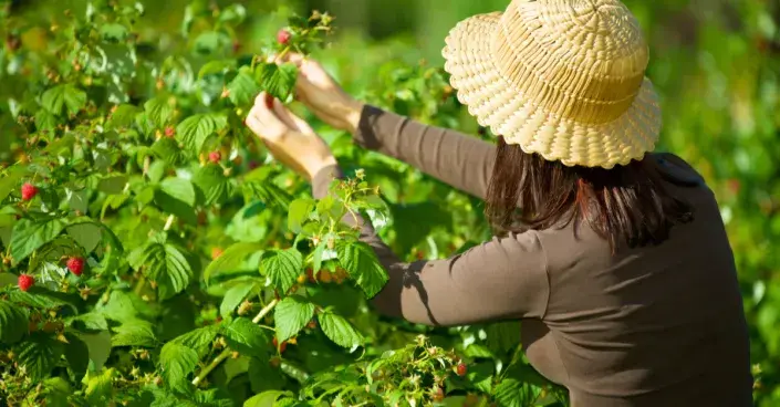 Sklizeň červenoplodých maliníku Sklizeň červenoplodých maliníku