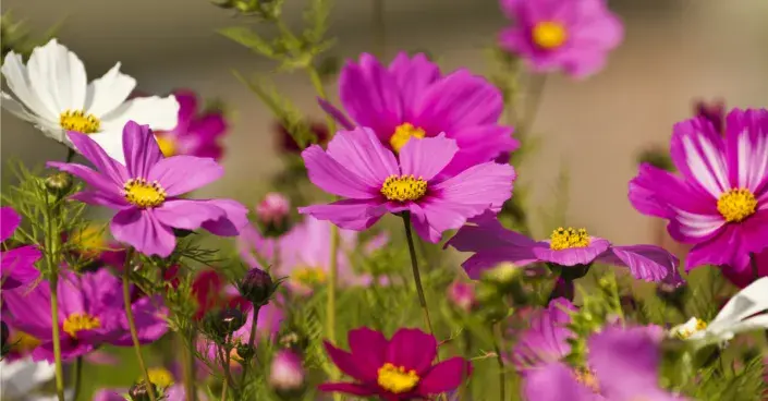 Krásenka zpeřená Krásenka zpeřená