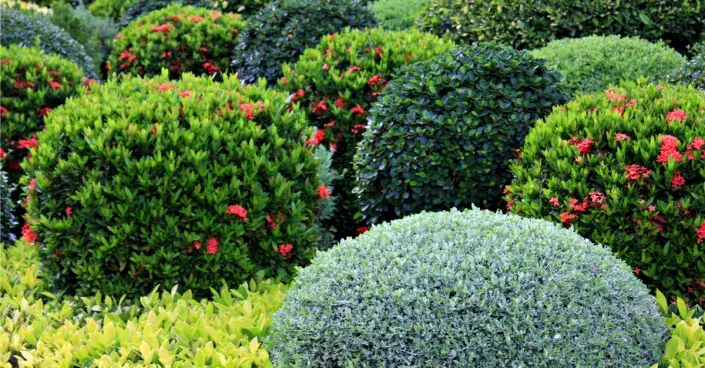 Tvarované keře Tvarované keře