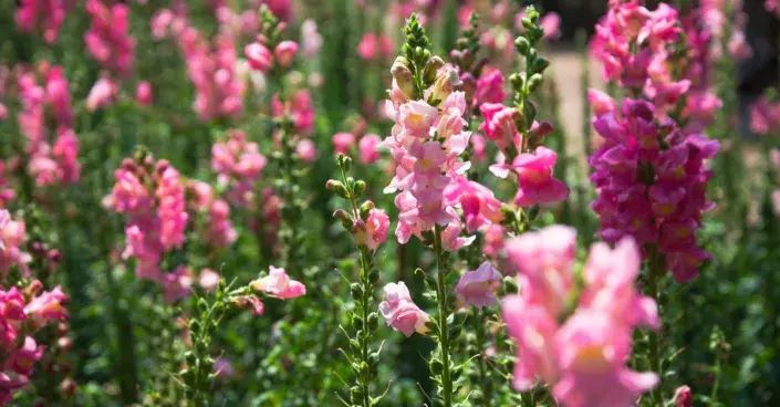 Hledík větší Hledík větší