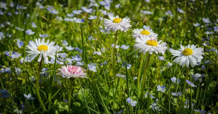 Sedmikrásky a rozrazil v trávníku Sedmikrásky a rozrazil v trávníku