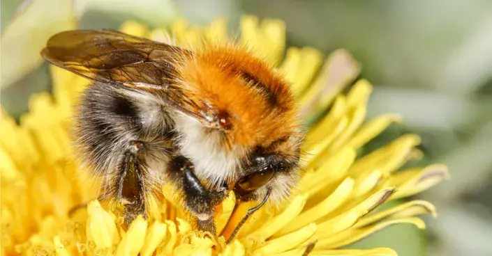 Čmelák rolní Čmelák rolní