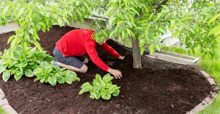 Úprava půdy kolem kmene ovocného stromu. Úprava půdy kolem kmene ovocného stromu.