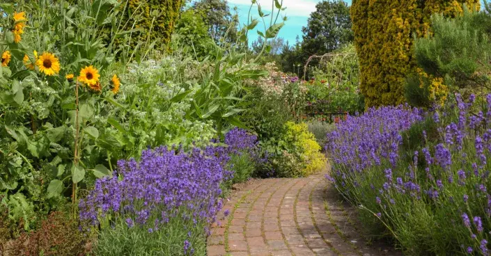 Cesta mezi záhony Cesta mezi záhony