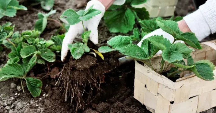 Výsadba jahodníků Výsadba jahodníků