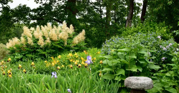 Vlhkomilné osázení zahrady Vlhkomilné osázení zahrady