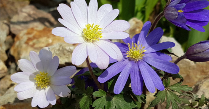 Sasanka vábná (Anemone blanda)