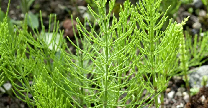 Přeslička rolní Přeslička rolní