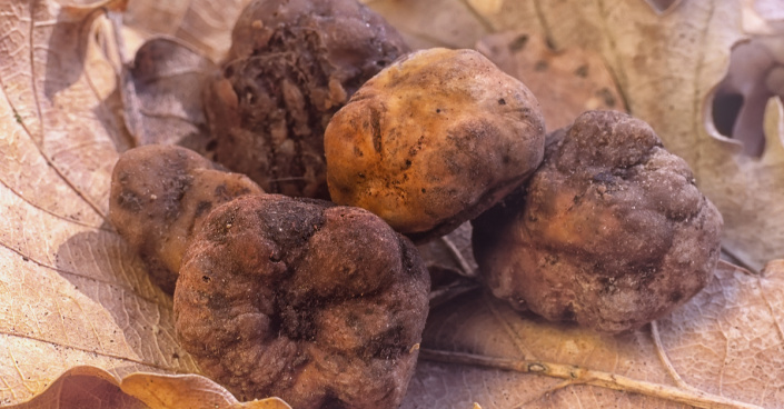Lanýž bílý (Tuber magnatum) Lanýž bílý (Tuber magnatum)