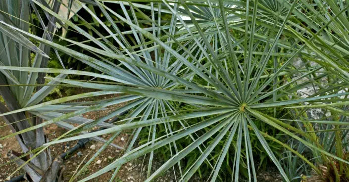 Žumara nízká Žumara nízká