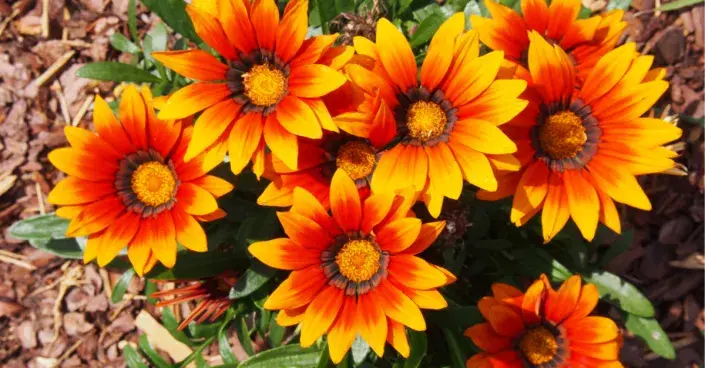 Gazánie zářivá Gazánie zářivá