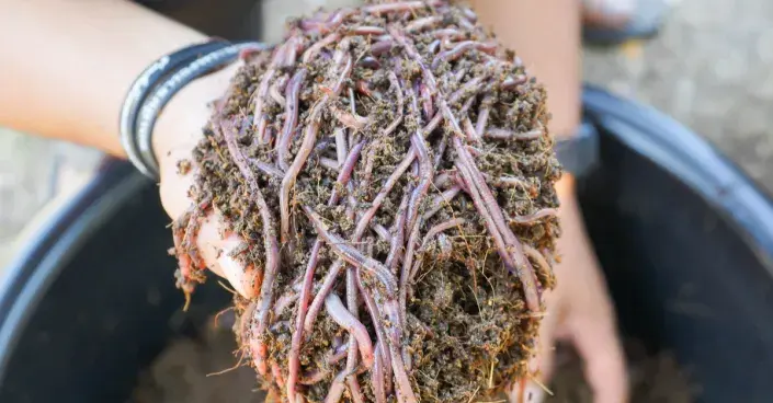 Shluk žížal z vermikompostéru Shluk žížal z vermikompostéru