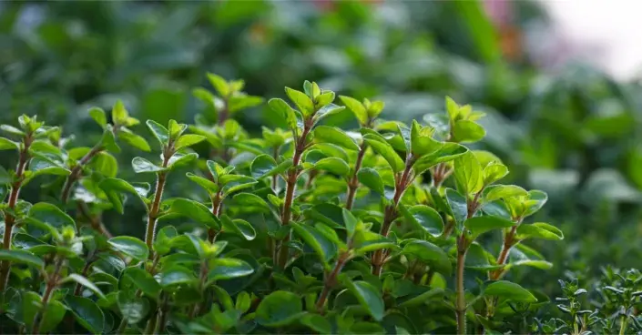 Majoránka Majoránka