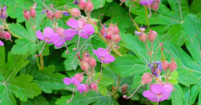 Kakost oddenkatý (Geranium macrorrhizum)