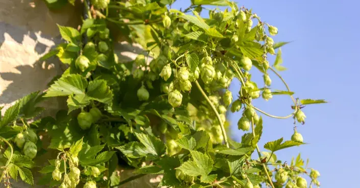 Rostlina chmele Rostlina chmele