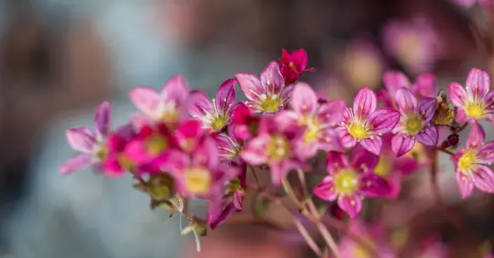 Lomikámen Arendsův Lomikámen Arendsův
