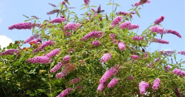 Komule Davidova (Buddleia davidii) Komule Davidova (Buddleia davidii)