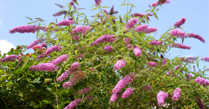 Komule Davidova (Buddleia davidii)