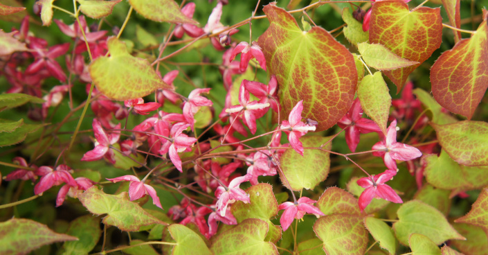 Kvetoucí škornice (Epimedium)