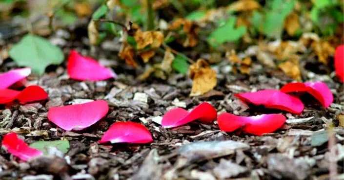 Květní lístky růží na mulči Květní lístky růží na mulči