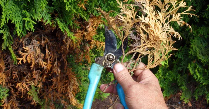 Usychající větev zeravu Usychající větev zeravu