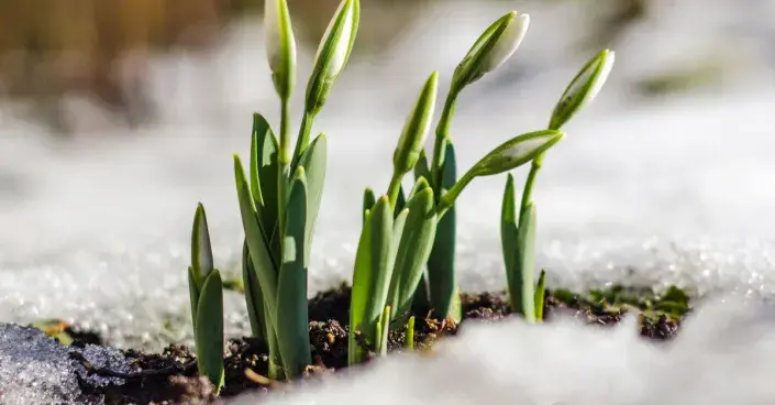 Rozkvetlé sněženky