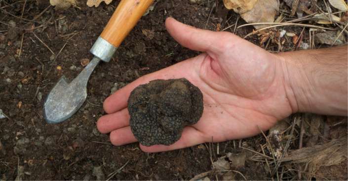 Lanýž letní (Tuber aestivum) Lanýž letní (Tuber aestivum)