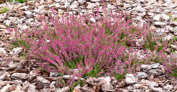 Vřes mulčovaný kůrou Vřes mulčovaný kůrou