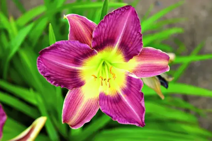 Květ denivky Květ denivky