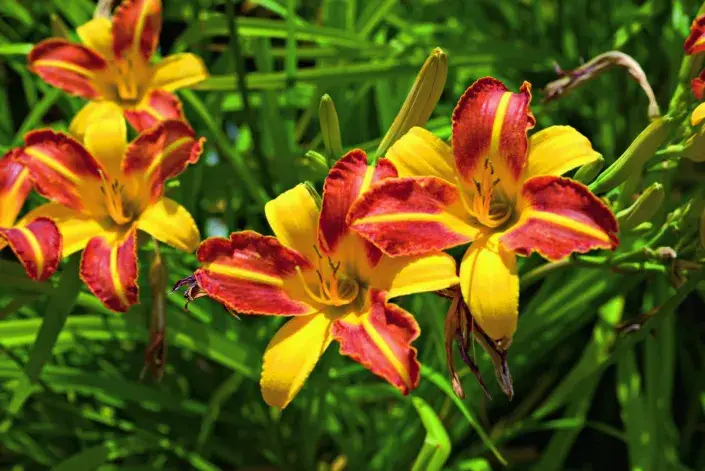 Květ denivky Květ denivky