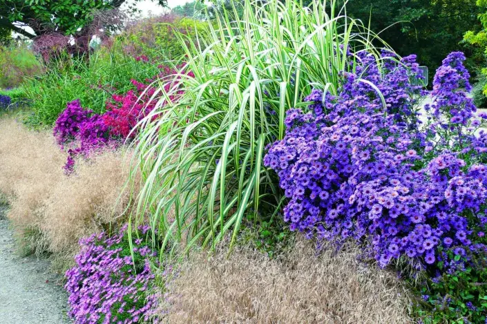 Kombinace hvězdnic a okrasných trav Kombinace hvězdnic a okrasných trav