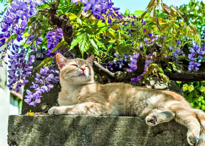 Kočka pod vistárií