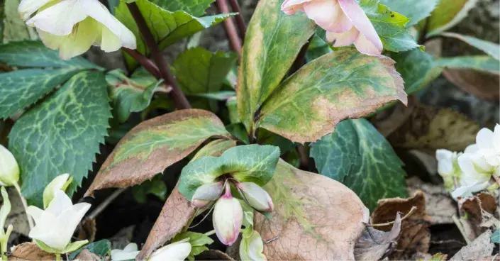 Čemeřice (Helleborus) napadená černou skvrnitostí Čemeřice (Helleborus) napadená černou skvrnitostí