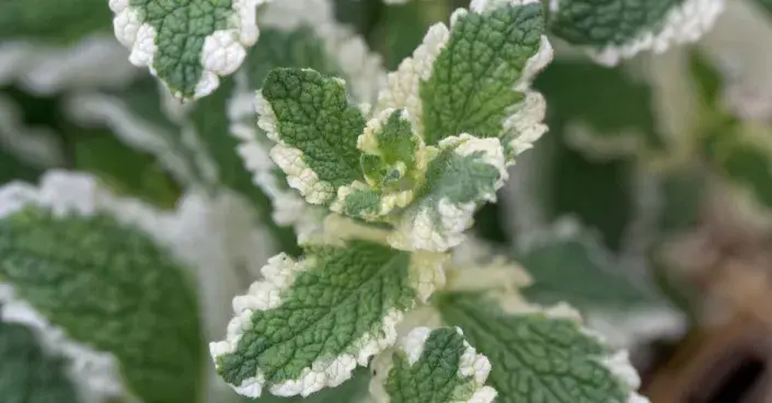 Ananasová máta s panašovanými listy Ananasová máta s panašovanými listy