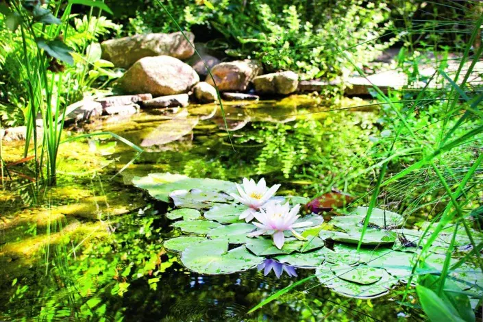 Lekníny na vodní hladině Lekníny na vodní hladině